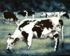 la vache 1983-04.jpg